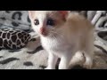 Yoda - Sweet Talker of a Snowshoe Cat の動画、YouTube動画。