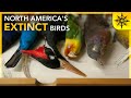 The Birds I Never Met | North America's Extinct Birds