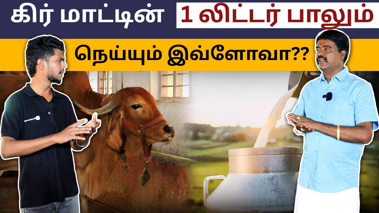 கிர் மாட்டின் நெய்க்கு இவ்வளவு மதிப்பா? | How to Start Gir Cow Farming in Tamil