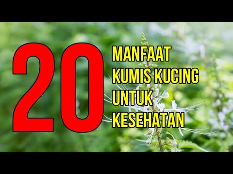 Video: Apa Itu Tumbuhan Telinga Kucing: Maklumat Mengenai Menanam Bunga Telinga Kucing