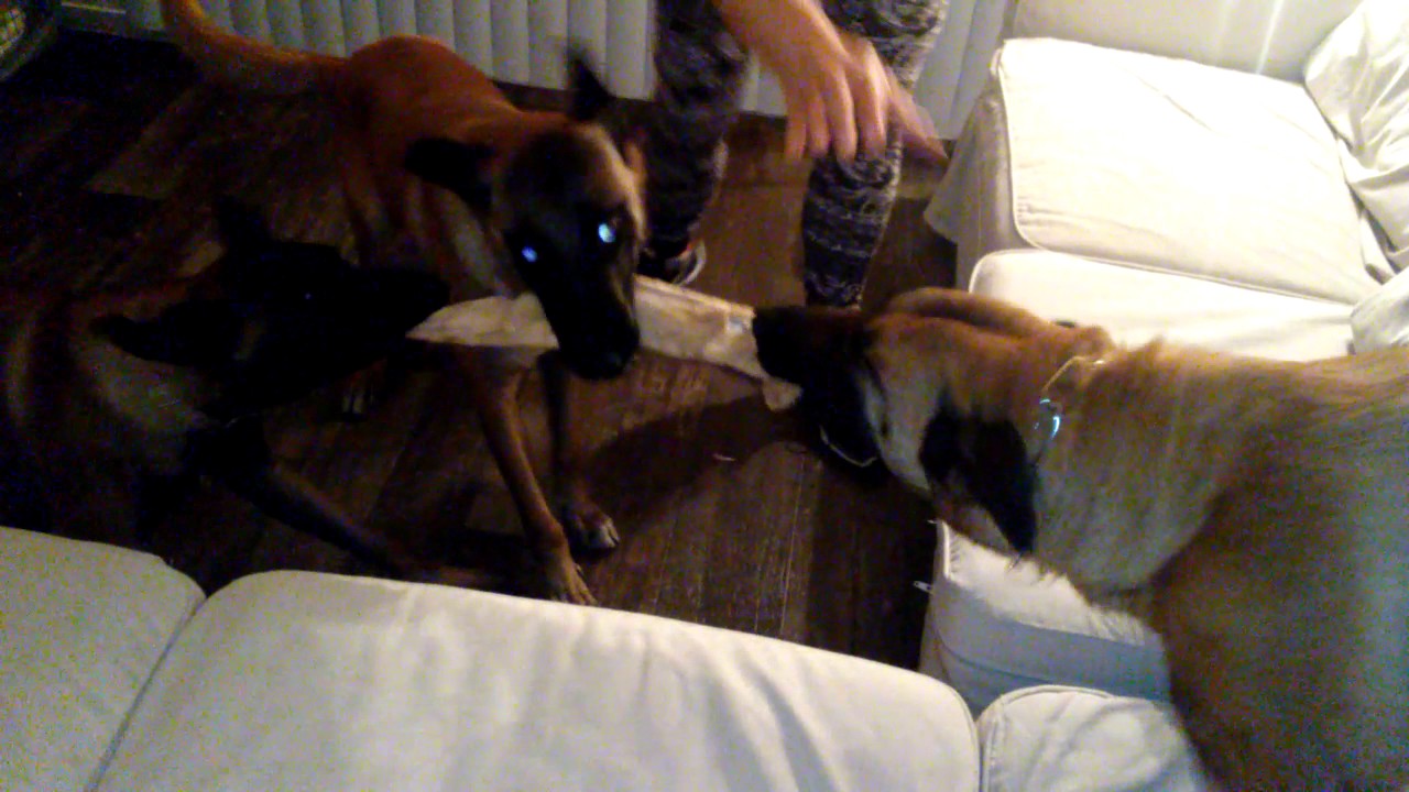 Insane dogs rip apart toy bear YouTube