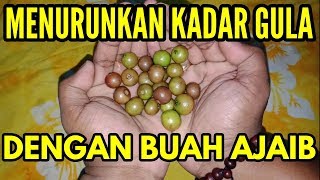 Buah Ajaib Cara Menurunkan Kadar Gula Dara Secara Alami Manfaat Buah Kersen Untuk Kesehatan