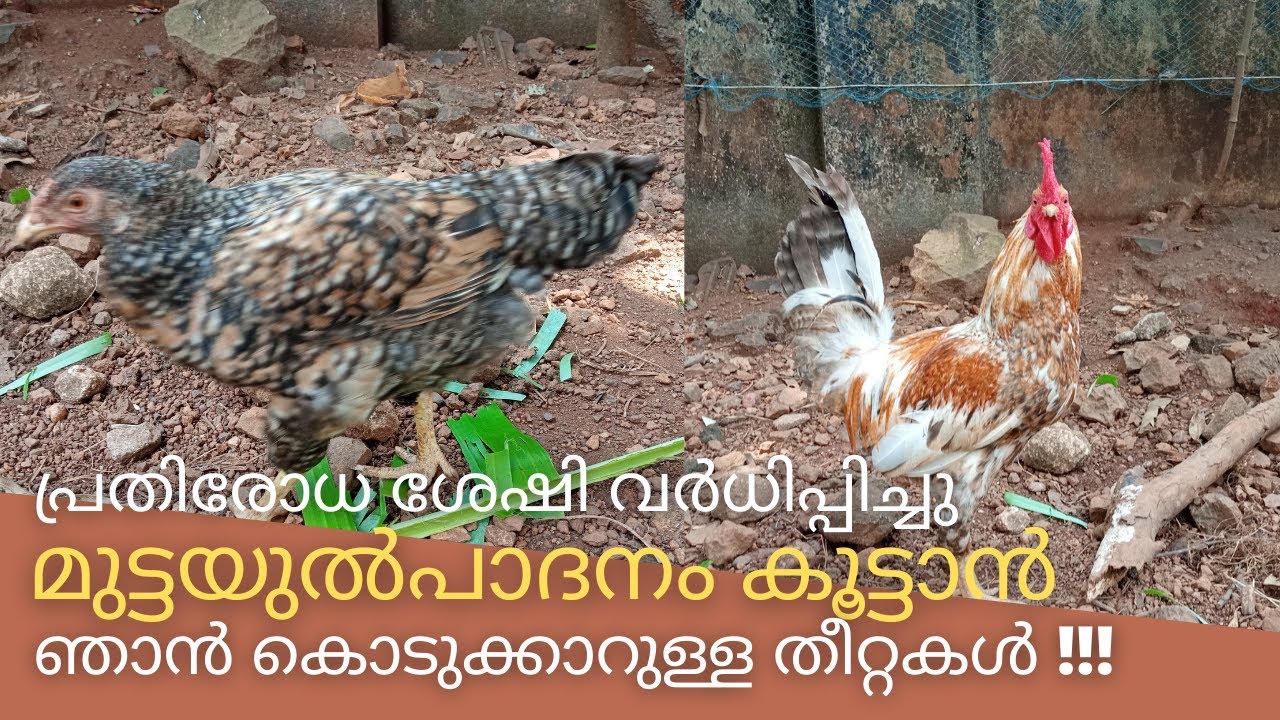 പ്രതിരോധ ശേഷി വർധിപ്പിച്ചു മുട്ടയുൽപാദനം കൂട്ടാൻ ഞാൻ സ്വീകരിച്ചിട്ടുള്ള മാർഗങ്ങൾ Nadan Kozhi Poultry