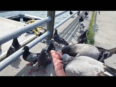 ~მტრედები ბრუკლინში~