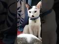 ভোট কেমন হলো গাইস?🙄#shorts #catvideo #petlover #hellochiko #funnycat  #westbengalelection2026