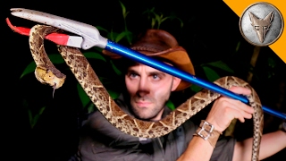 KILLER Snake of Central America!