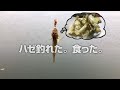 ハゼ釣れた。食った。