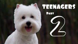 Oliver The Westie - Teenagers (Part 2)