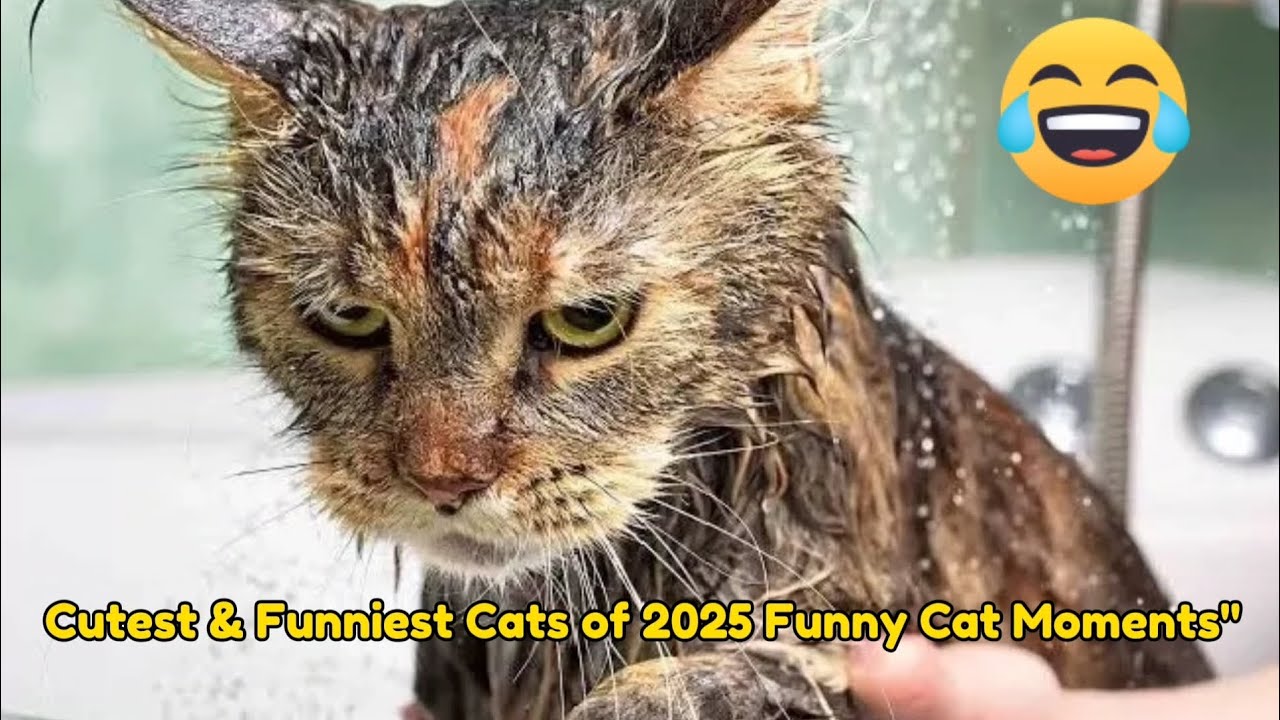 "Cutest & Funniest Cats of 2025 😻| Funny Cat Moments" - YouTube