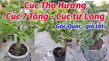 (27/2) Mai Cúc Thọ Hương, cúc tư long, cúc 7 tầng gốc đẹp 0902074660