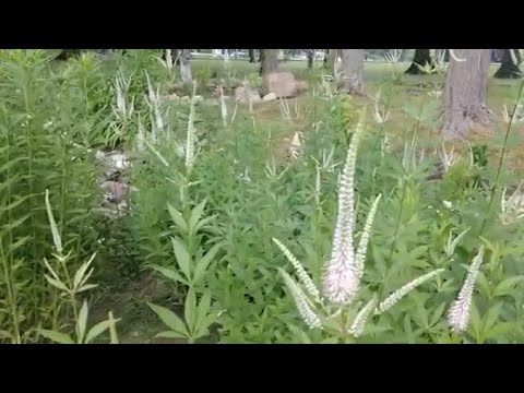 Culver&rsquo;s root and bumblebees are a match made in heaven