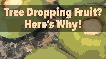 Four Reasons Why Persimmon Trees Drop Fruit (And Other Fruit Trees as Well!)