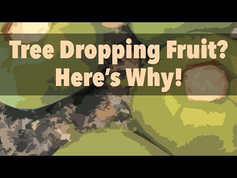 Four Reasons Why Persimmon Trees Drop Fruit (And Other Fruit Trees as Well!)