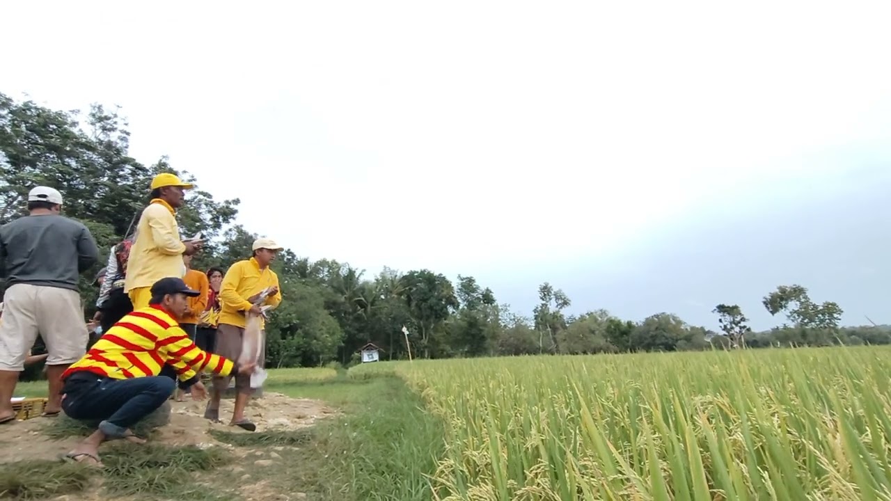 Rekap 2 lap candicity jum'at-13-feb-2026