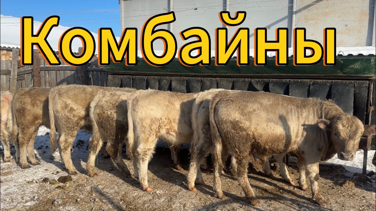 Откорм Бычков , конец января 