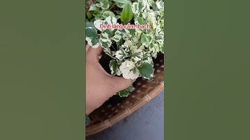 Định Lăng cẩm thạch ship cod toàn quốc 0907 977 839 #dongthapstore #dinhlangcamthach