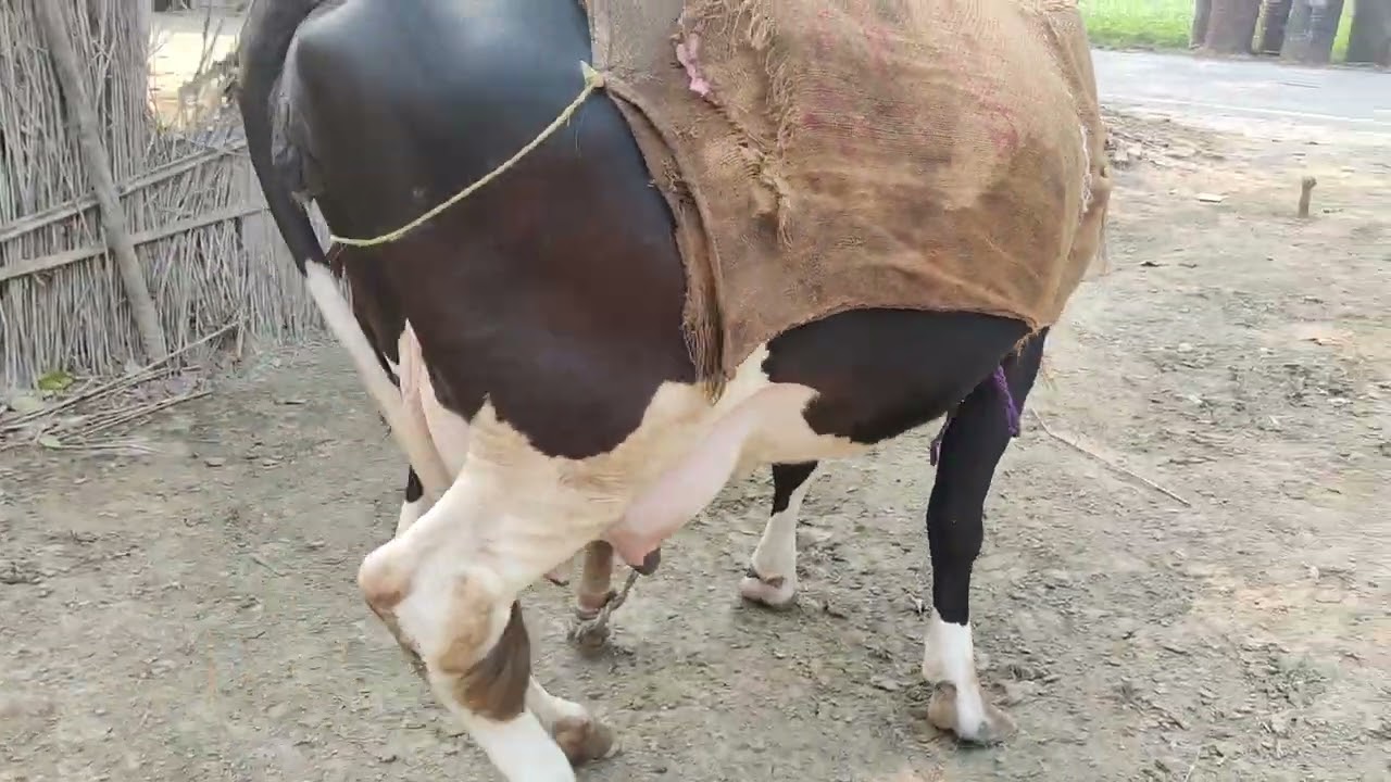 Best Hf Cow dairy farms