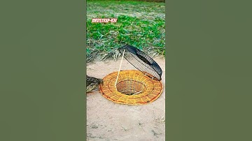 “Amazing 😍 quail bird