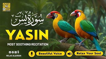 Peaceful Surah Yasin for Deep Sleep ✦ Surah Yasin for Depression Relief, Anxiety ✦ Yaseen سورة يس