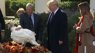 Trump pardons Thanksgiving turkey