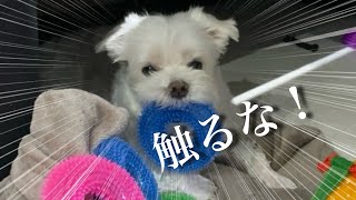 A dog who wants to protect his secret base at all costs. by マルチーズのナナ 11,516 views 5 days ago 4 minutes, 52 seconds