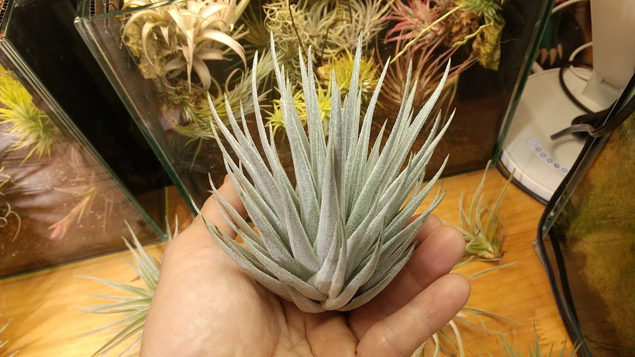 Introducing Tillandsia released on January 28, 2026 *Additional