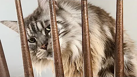 Watch the video about Big cute fluffy playful Polydactyl MaineCoon kitty chairs funny cats pets animals videos family vlog