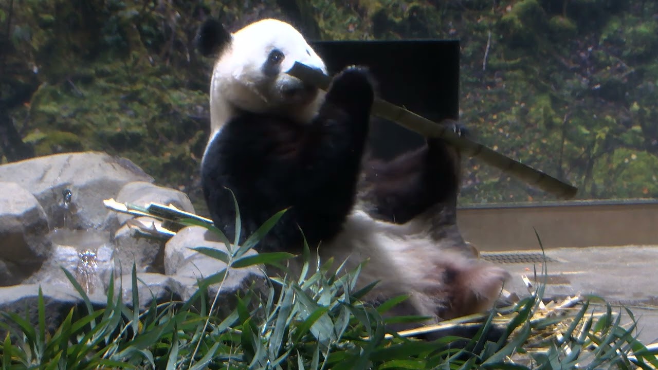 ジャイアントパンダのようす　2025年11月25日撮影