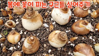 #추식구근 #심어주기 튜울립 후리지아 크로커스 수선화 히야신스 봄에 피는 구근 심어주기