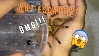 Packing an Orange Baboon (& CGK) Tarantula for Shipping !!!