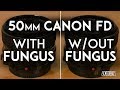 Comparing a Lens with Fungus to One Without