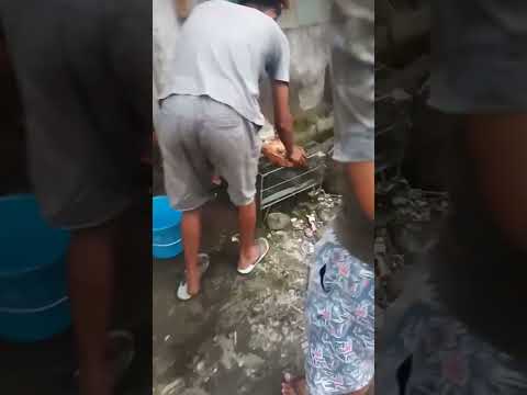 Ular Dipong Habis Mandi