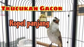Download Lagu Ropelan Trucukan gacor dijamin trucukan lain pasti nyaut
