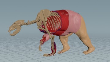 Houdini Muscle System