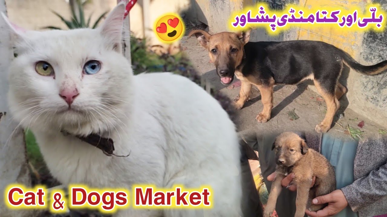Cats & Dogs Market Peshawar Updates 2023 | Dogs Center Peshawar | Izhar Ali Shah vlogs