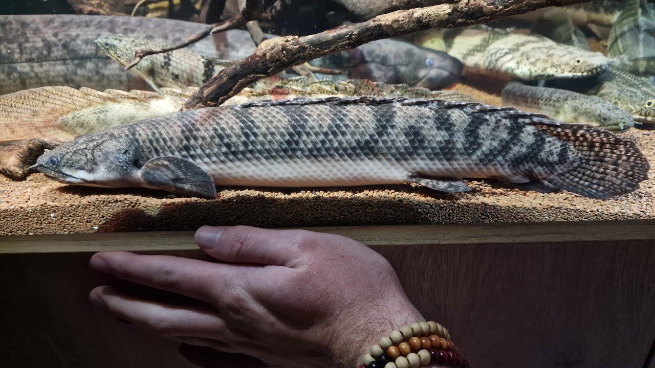 Mottled/FatHeaded Bichir (Polypterus weeksii) YouTube