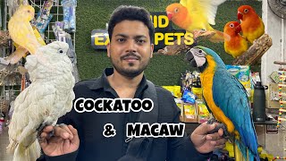 Wajid exotic birds Cockatoo & macaw ( Jogeshwari )