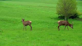 Deer wandering the fields at Ashton Court in 4k