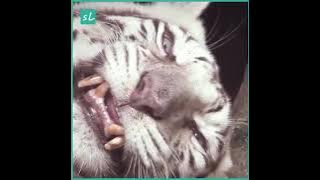 PERKAWIANAN HARIMAU DENGAN SINGA!!