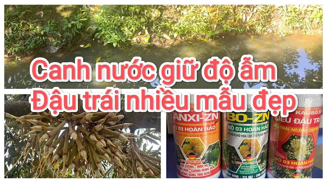 Canh độ ẫm cho đậu trái nhiều , chạy trái đẹp 0988892476 ( chương ) 