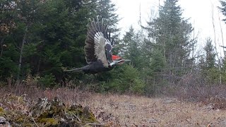 Downeast Maine Wildlife 2021-2025
