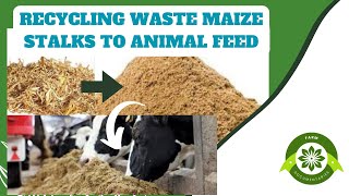 Unlocking the Potential: the benefits of recycling waste Dry Maize stalk /Stovers  to Animal Feed 🌽🐄