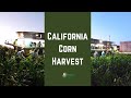 California Corn Harvest: Harvesting Sweet Corn by Hand