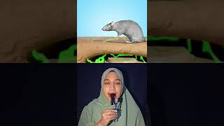Tikus yang ditugaskan untuk mendeteksi ranjau ‼️ #shorts #storytelling