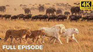 ULTIMATE LIONS: White Kings of the Savannah | Nature Animal Documentary