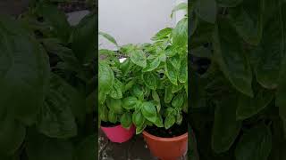 Fresh Basil (Herb) in Dudu Garden