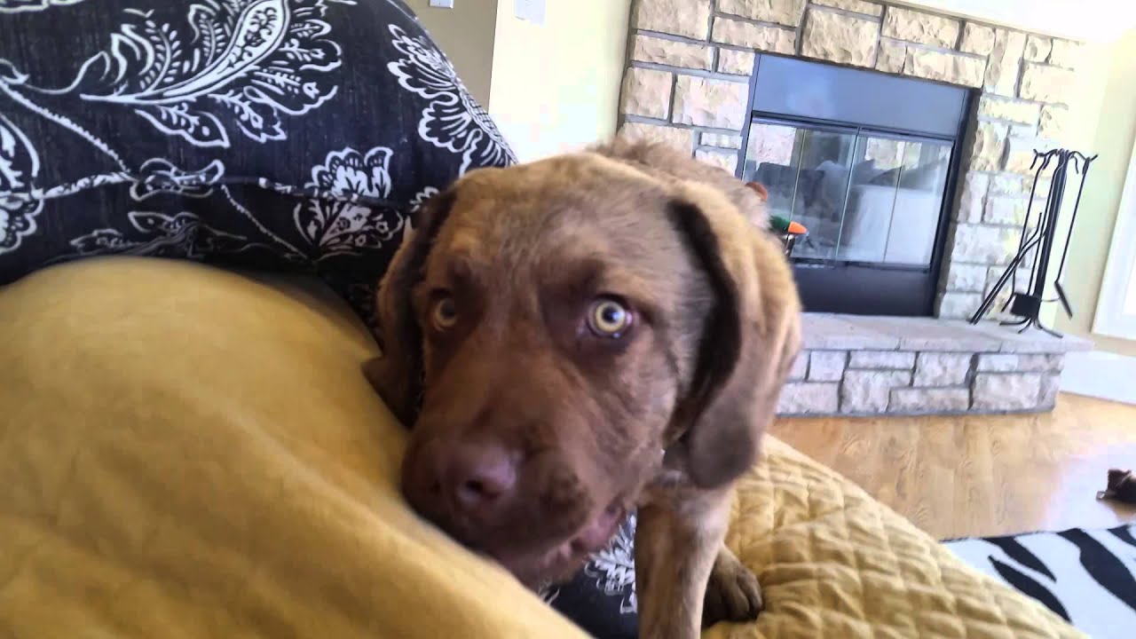 Moose talking - YouTube