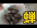 さて、今年もセミを食べようか