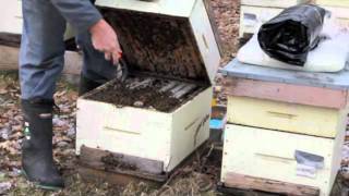 Bee Cozy Winter Wrap