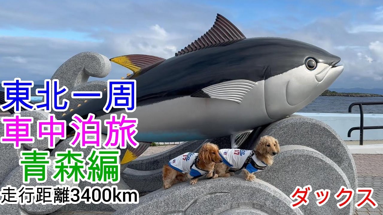 東北一周車中泊旅 青森編 走行距離3400km！ ミニチュアダックスフンド 多頭飼い 犬連れ ３歳／１歳【ちゃんねるナッツ】vol.260
